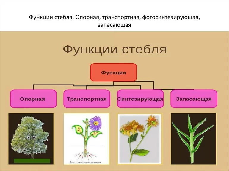 Функции стебля