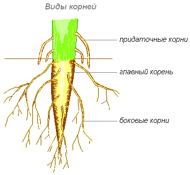 Рис. 1. Виды корней