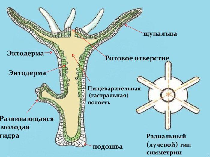 Рис. 1. Внешнее строение гидры