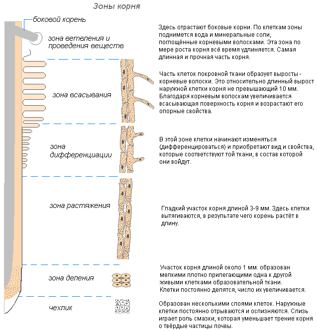 Рис. 3. Зоны корня