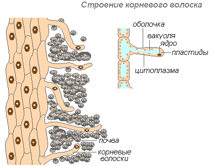 Рис. 4. Строение корневого волоска