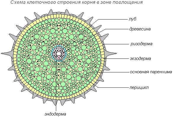 Рис. 5. Схема клеточного строения корня в зоне поглощения