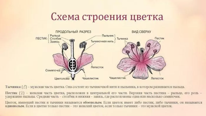 Рис. 1. Схема строения цветка