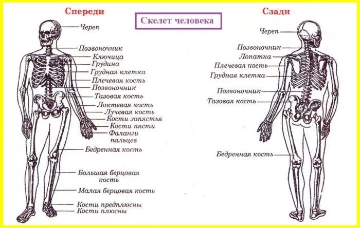 Рис. 1. Скелет человека