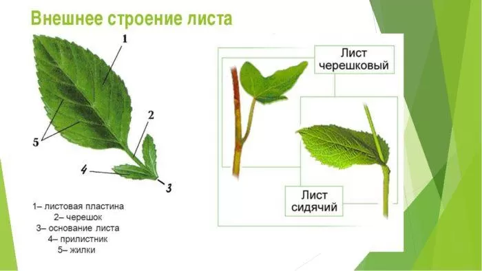 Рис. 2. Внешнее строение листа