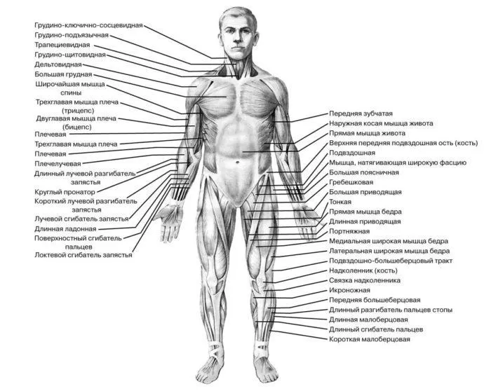 Рис. 2. Мышечная система человека