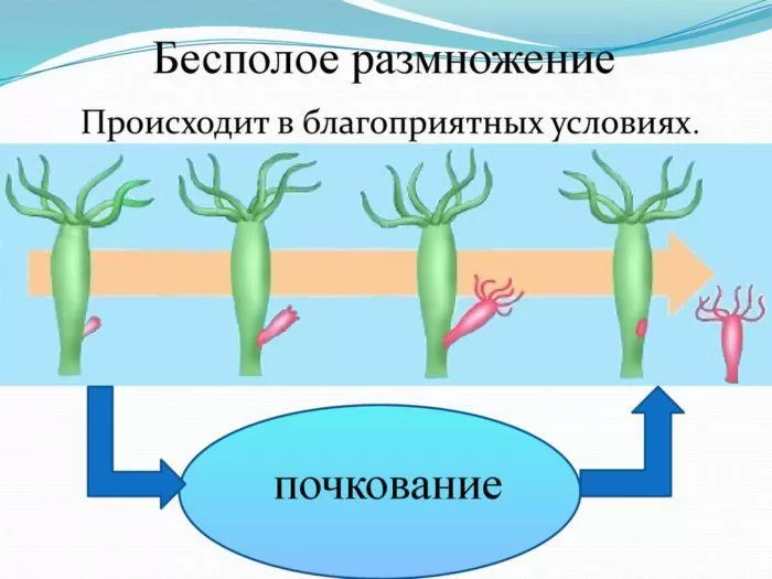 Рис. 2. Бесполое размножение гидры