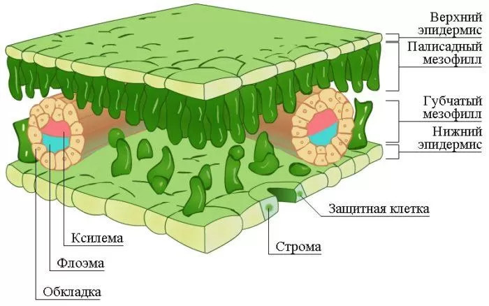 Рис. 1. Внутреннее строение листа