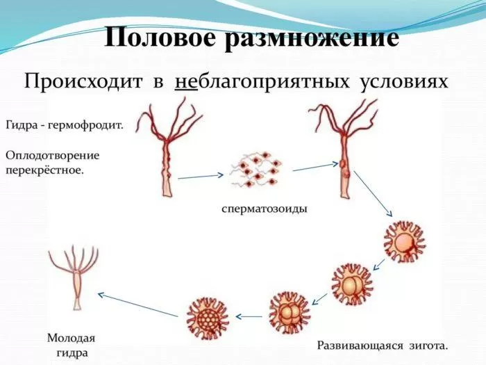Рис. 3. Половое размножение гидры