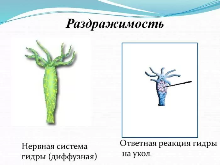 Рис. 4. Раздражимость гидры