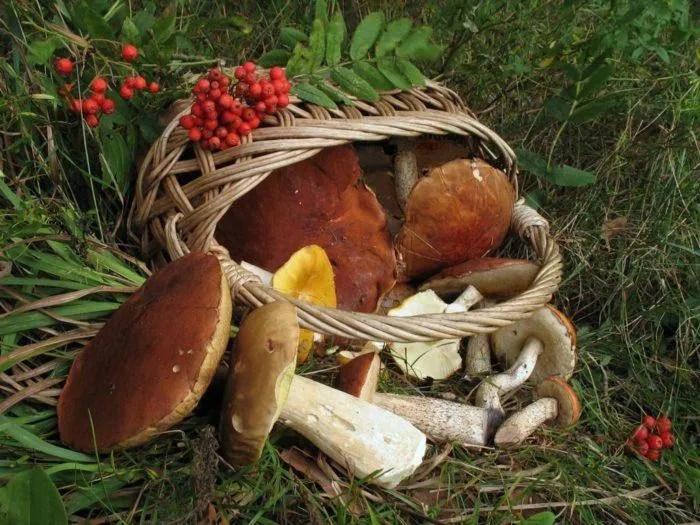 Рис. 2. Грибы лесов России
