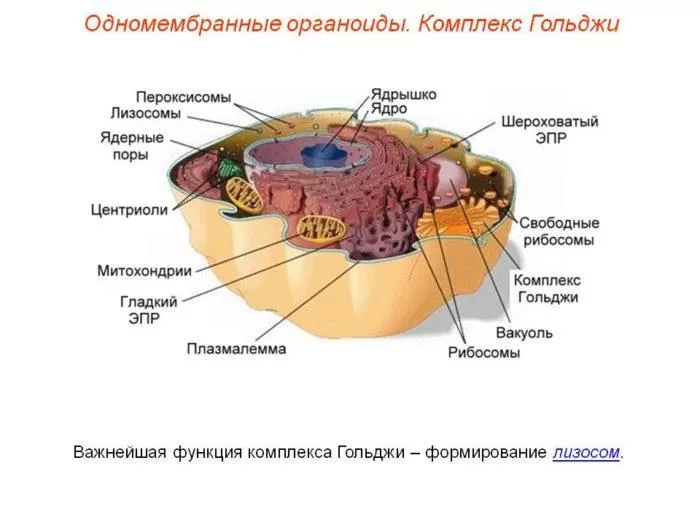 В какой структуре растительной клетки содержится клеточный сок