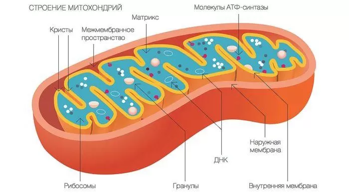 Строение митохондрии 