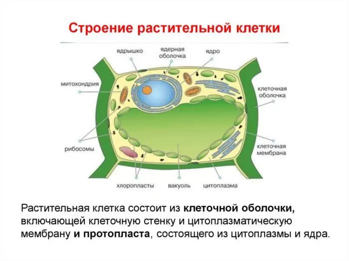 Строение растительной клетки