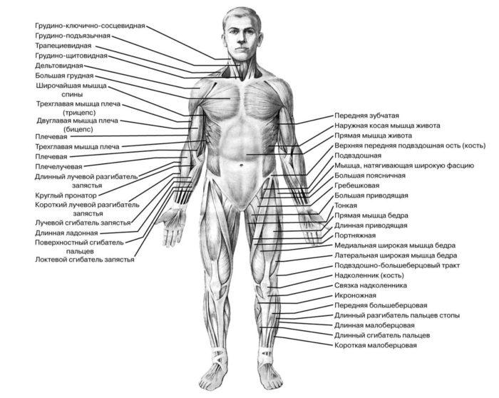 Рис. 2. Мышечная система человека