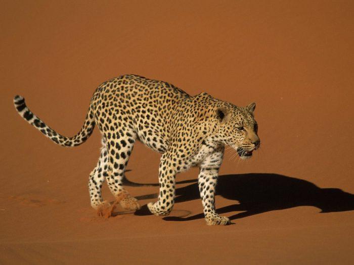 Рис. 4. Леопард в пустыне Сахара