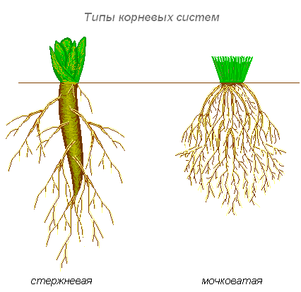 Рис. 2. Типы корневых систем