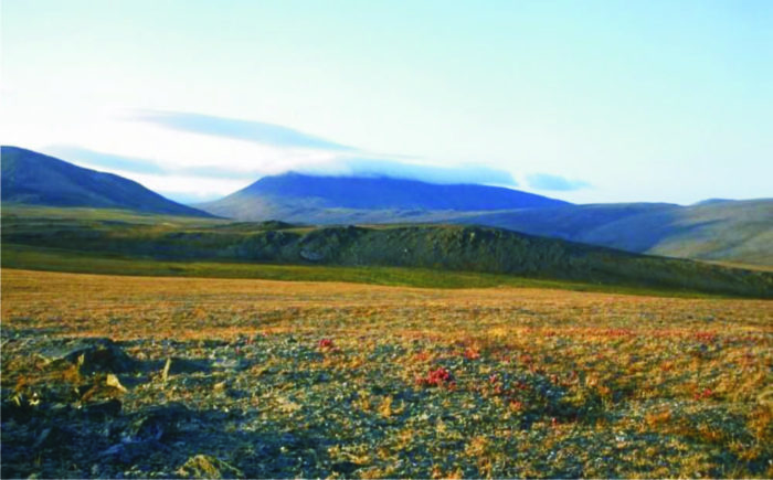 Рис. 1. Арктическая тундра на острове Врангеля