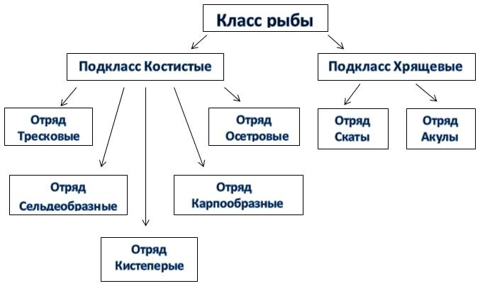 Заполните пробелы в схеме соответствующими ответами надкласс рыбы