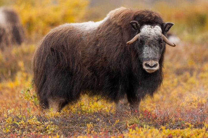 Рис. 4. Овцебык