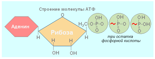 Назовите изображенную на рисунке молекулу 1 что обозначают цифры 2 и 3