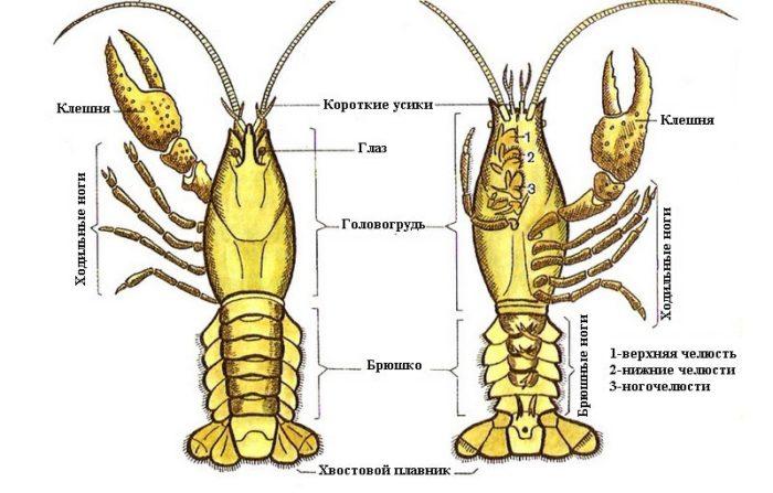 Рис. 1. Внешнее строение рака