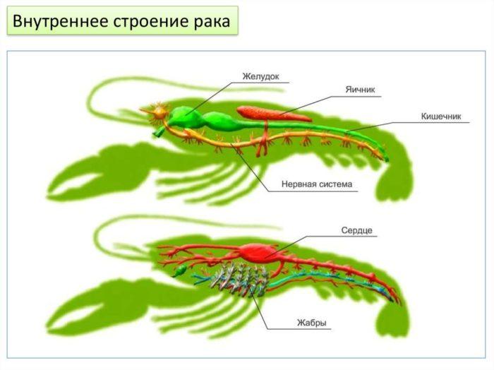 Строение рака речного схема