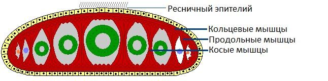 Рис. 2. Мышечные волокна планарии
