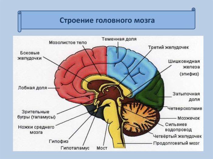 Рис. 2. Строение головного мозга