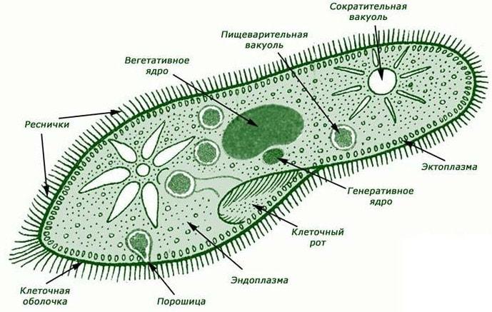 Рис. 2. Строение инфузории-туфельки