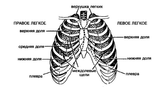 Рис. 2. Строение легких