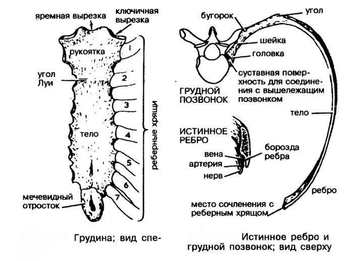 Грудина тип кости. Сегменты грудины. Полный костный сегмент анатомия животных. Сегмент грудной кости. Ребра и Грудина строение.