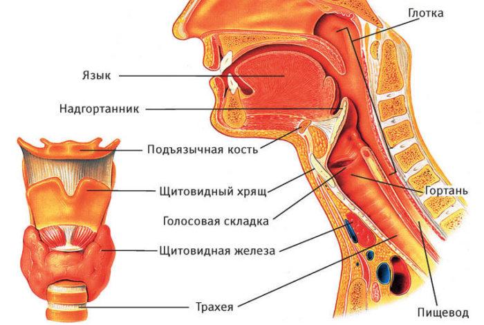 Рисунок горла человека