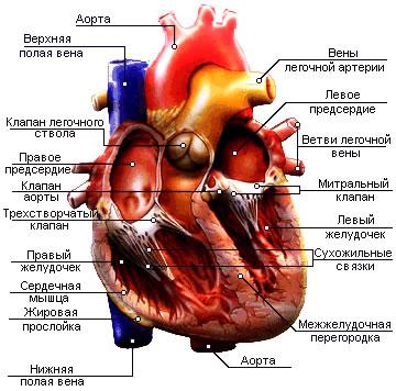 Рис. 3. Строение сердца