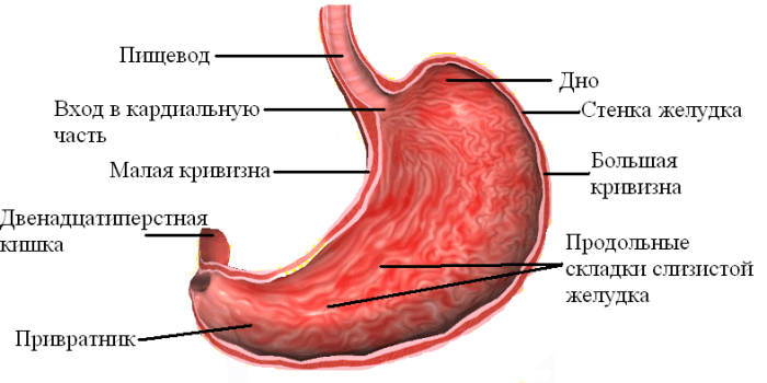 Рис. 4. Желудок человека