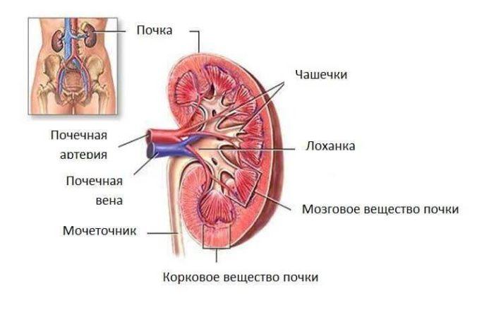 Рис. 6. Строение почки человека