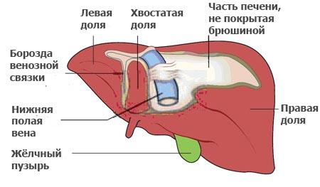 Рис. 7. Печень человека