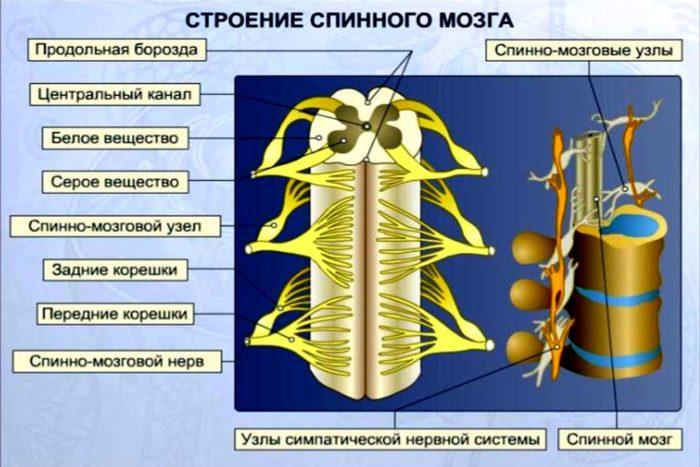 Рис. 8. Строение спинного мозга