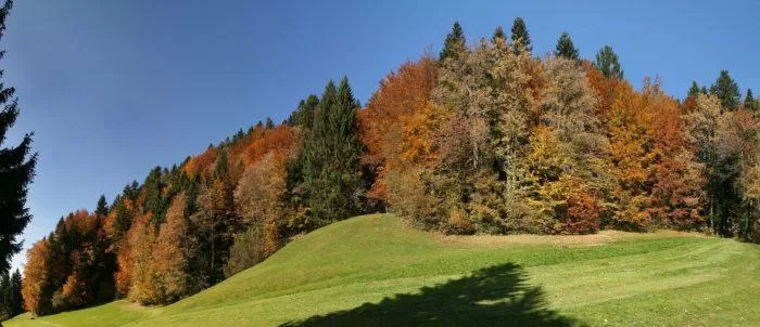 Рис. 5. Осенний смешанный лес в Форарльберге. Австрия