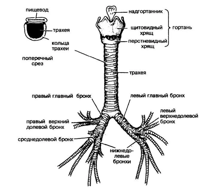 Рис. 1. Структура бронхов и трахеи