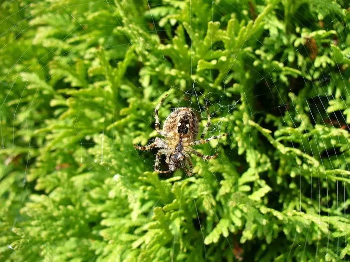 Рис. 1. Паук Araneus cavaticus на ловчей сети