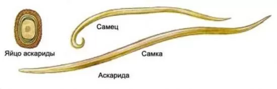 Рис. 1. Аскарида человеческая