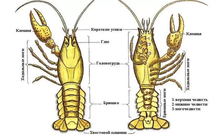 Рис. 1. Внешнее строение рака