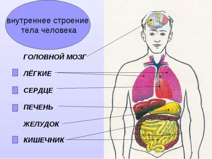 Рис. 1. Внутреннее строение тела человека