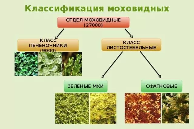 Рис. 1. Классификация моховидных