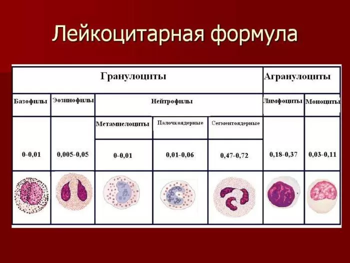 Рис. 1. Лейкоцитарная формула