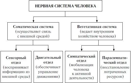 Рис. 1. Нервная система человека