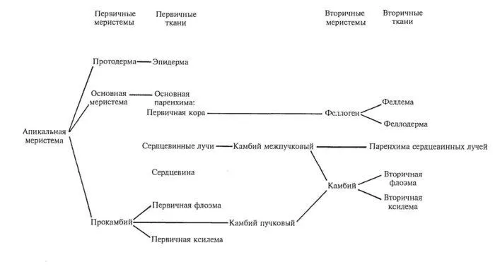Рис. 4. Общая схема развития тканей стебля