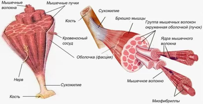 Рис. 1. Общее строение мышцы