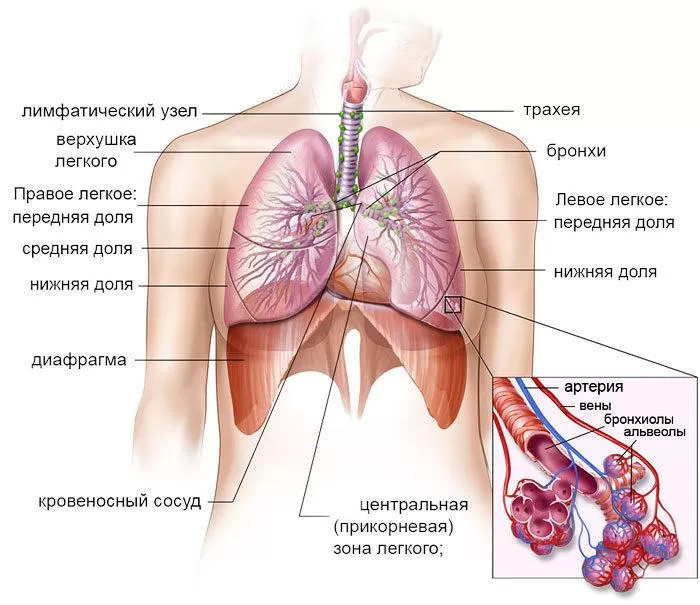 Рис. 1. Органы дыхания человека